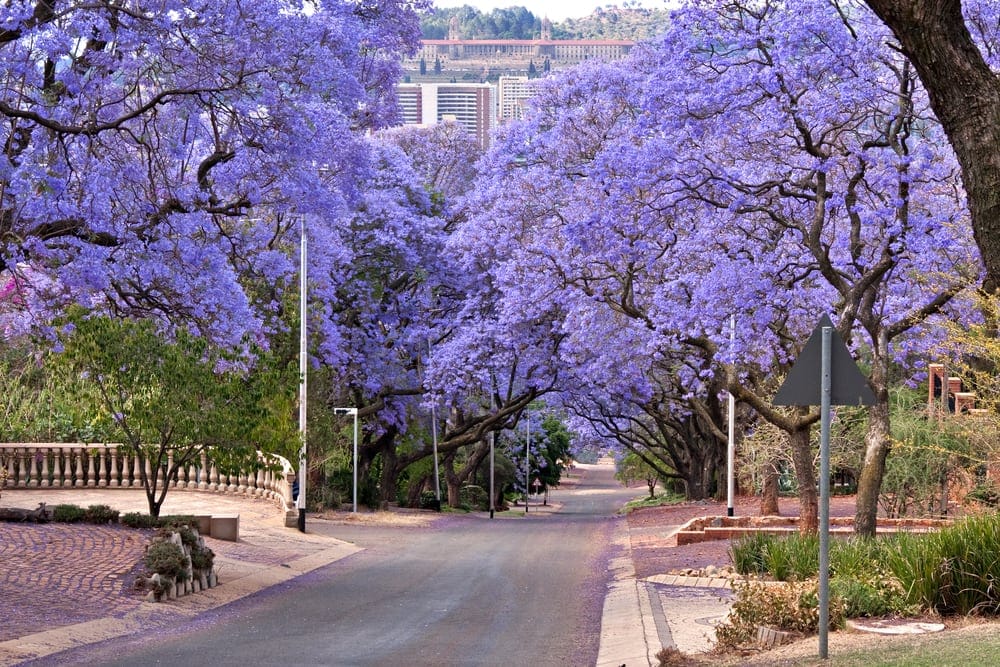 Find a Therapist in Pretoria