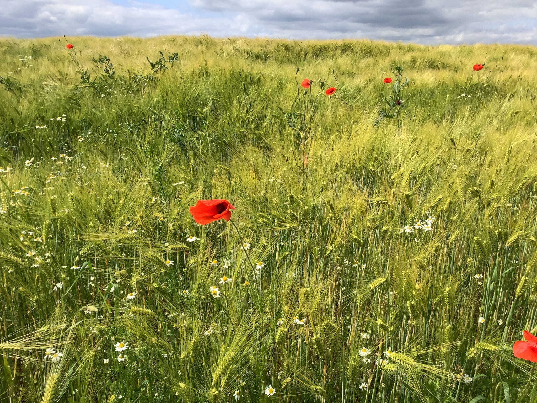 Integrating the Salutogenic Model with Evidence-Based Therapies