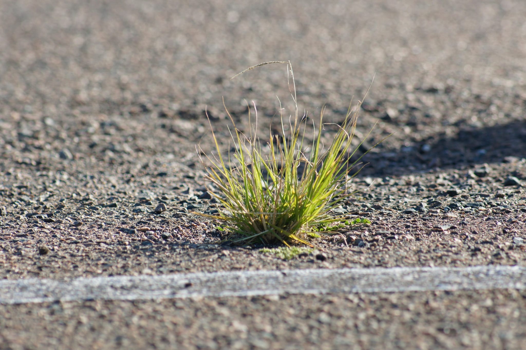 Weed in concrete