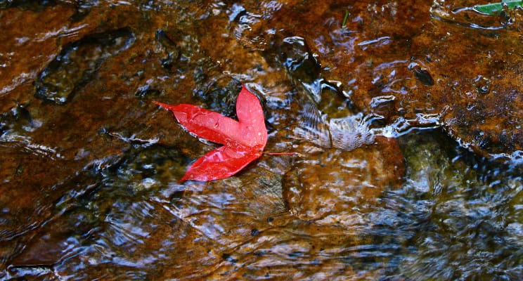 Leaf on water stream