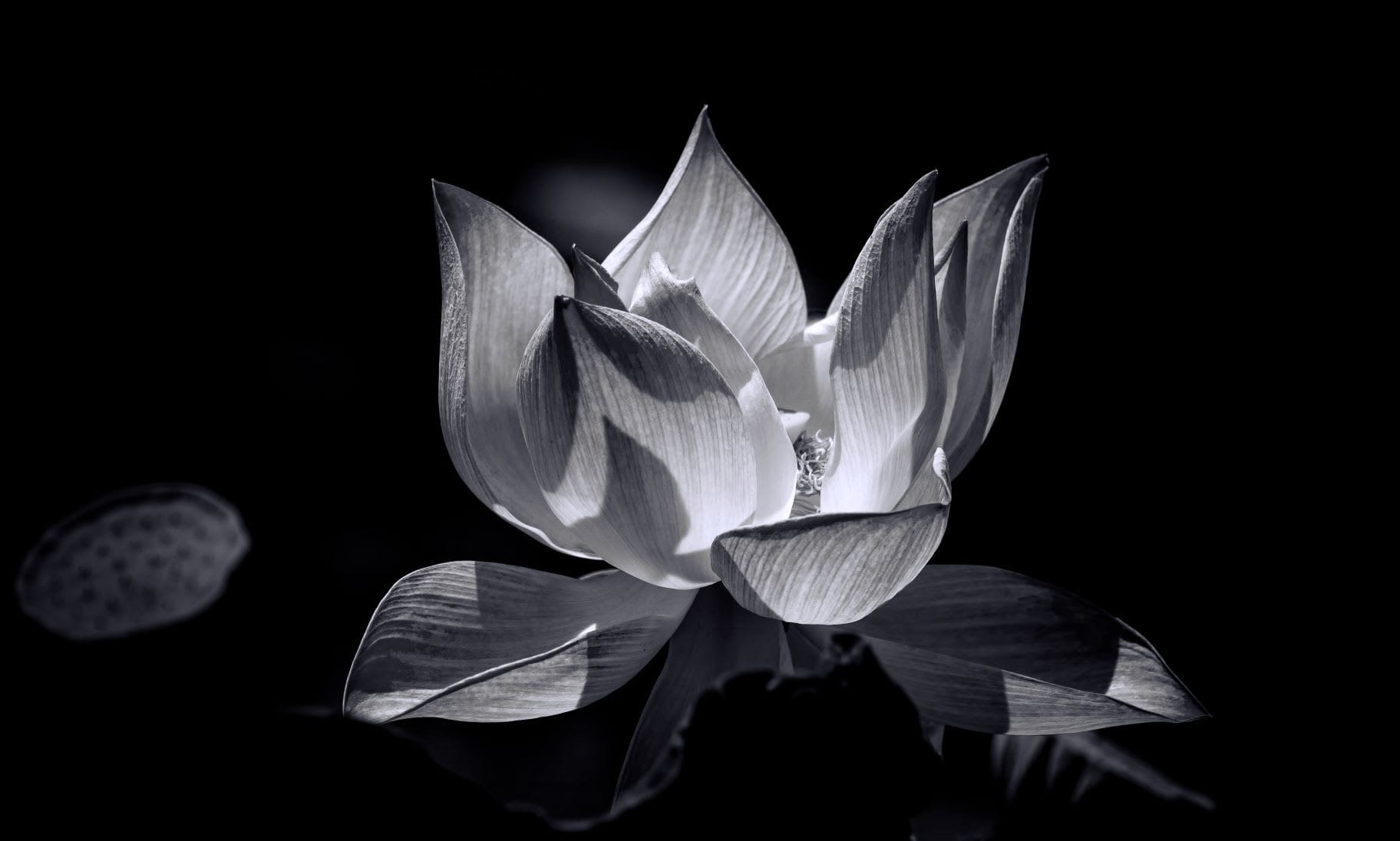 Presence Of Mind:  On Mentalization, Mindfulness and No-Mind