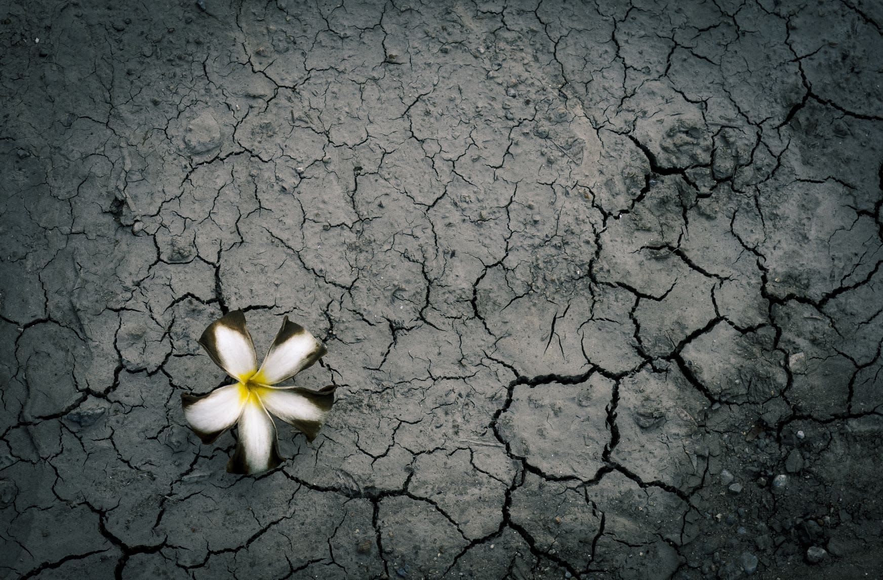 The Age of Coronavirus - Death, Destruction and Nourishment