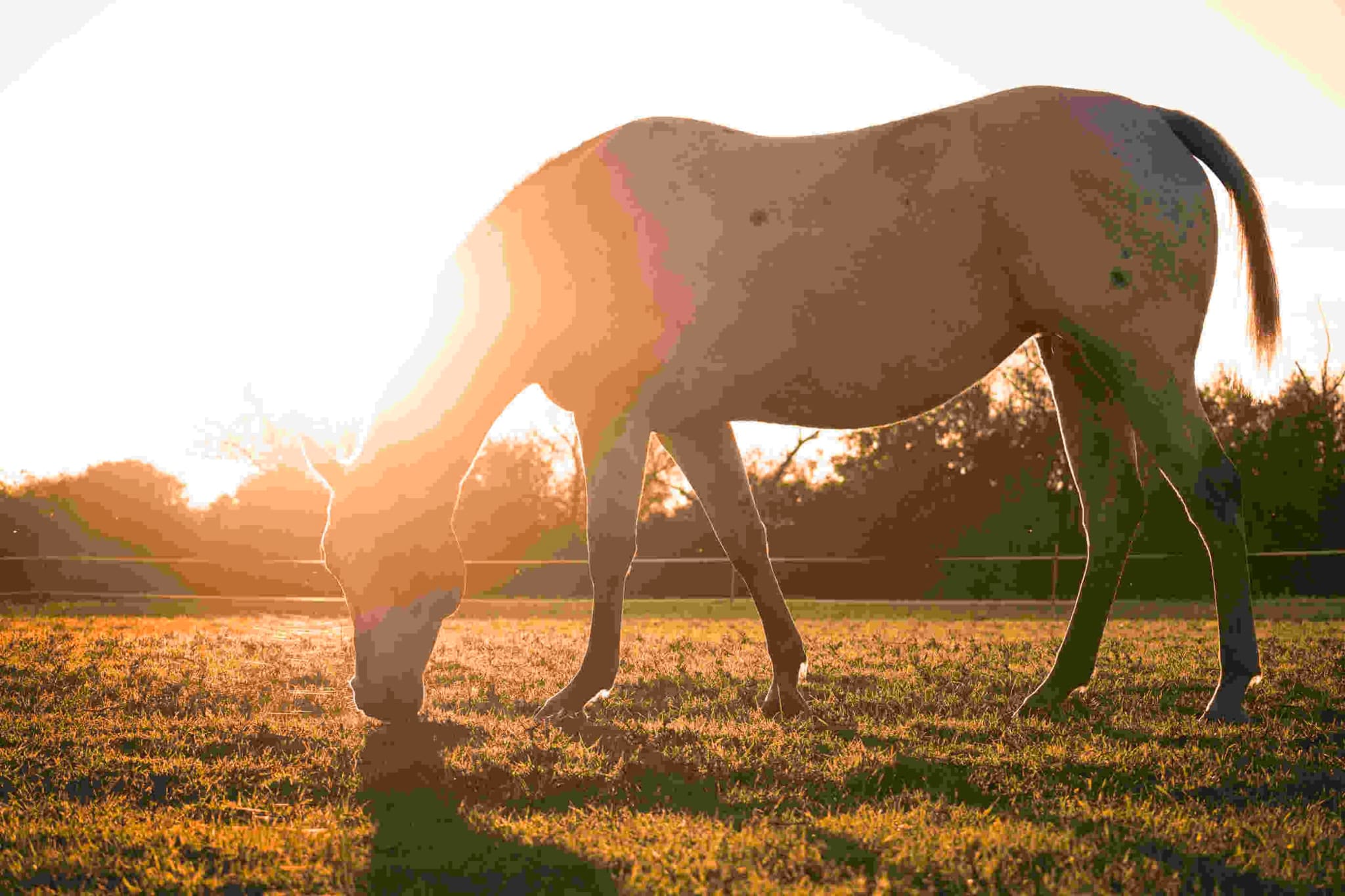Resilience in Equine Assisted Therapy